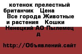 котенок прелестный британчик › Цена ­ 12 000 - Все города Животные и растения » Кошки   . Ненецкий АО,Пылемец д.